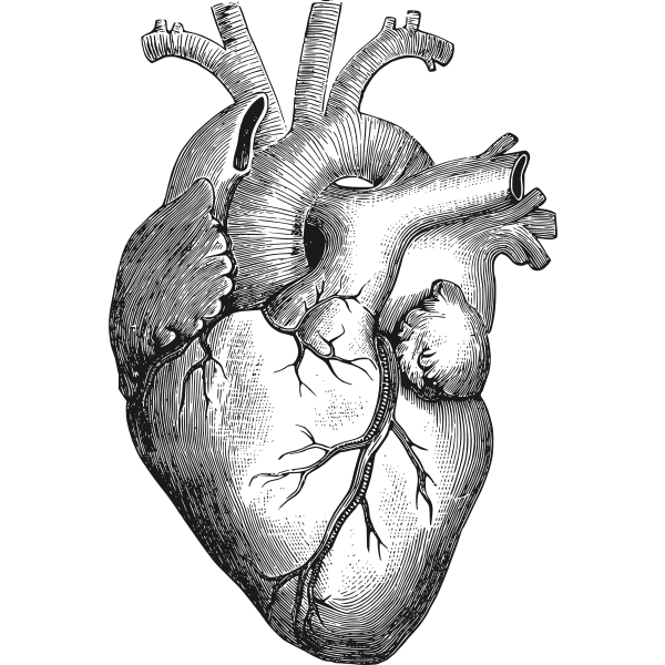 https://freesvg.org/anatomical-heart-vector-illustration